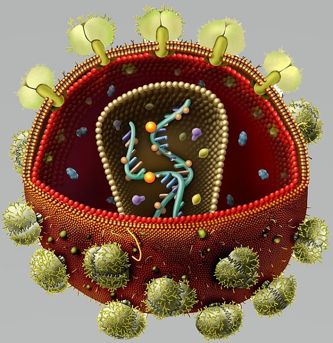 virus